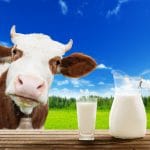 Melk van de koe De EetLijn