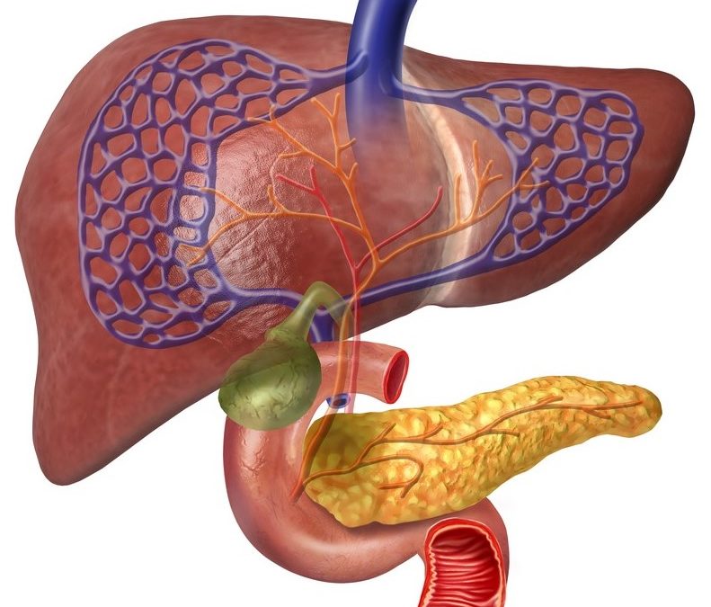 De lever: een belangrijk en kwetsbaar orgaan. Hoe kun je daar goed voor zorgen?