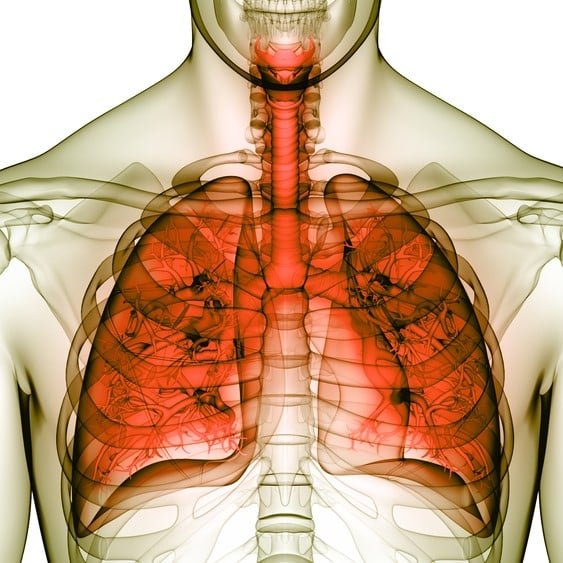 Begunstigde Ongemak gewoon De longen, een vitaal orgaan van levensbelang met 27 voedingstips