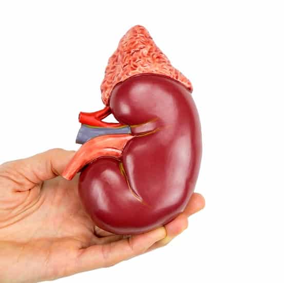 De nieren: zijn ze oorzaak of gevolg van aandoeningen? Met 14 tips voor gezonde nieren in een gezond lichaam.