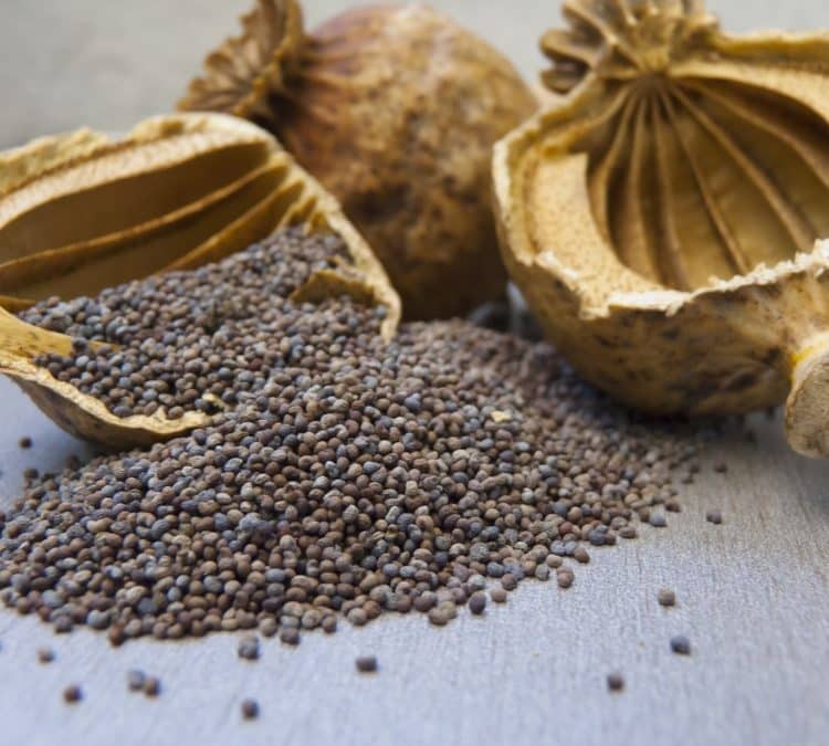 Maanzaad, een giftig goedje of een heerlijk product in de keuken?