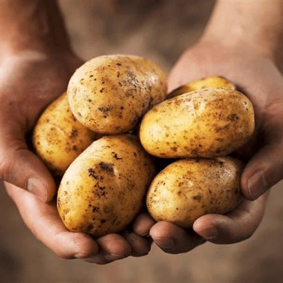Aardappelen, De EetLijn